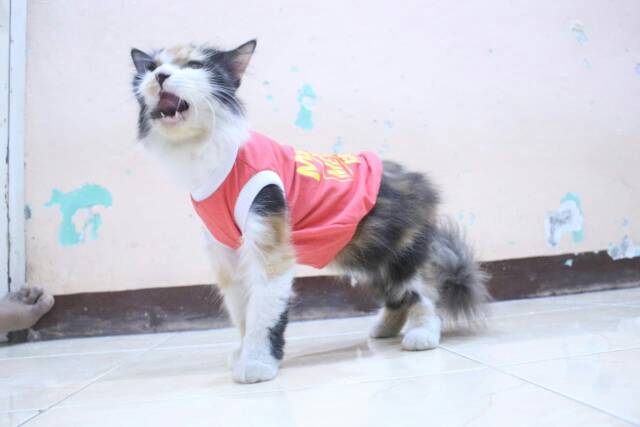 Kaos sablon murah untuk kucing dan anjing / baju kucing murah size S-XL