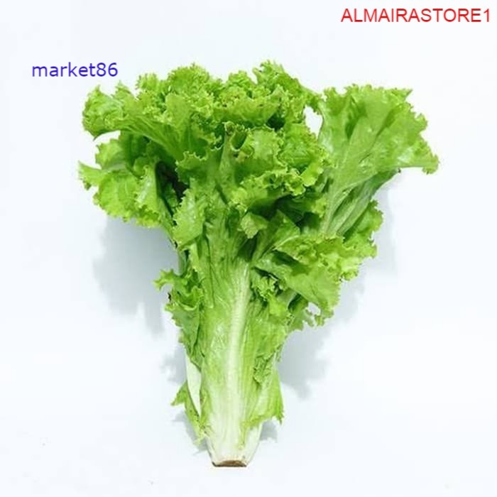 

Grosir Sayur Sayuran Segar FRESH Selada Lalap 100 Gram murah - Market86