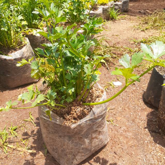 Tanaman seledri hidup - tanaman seledri