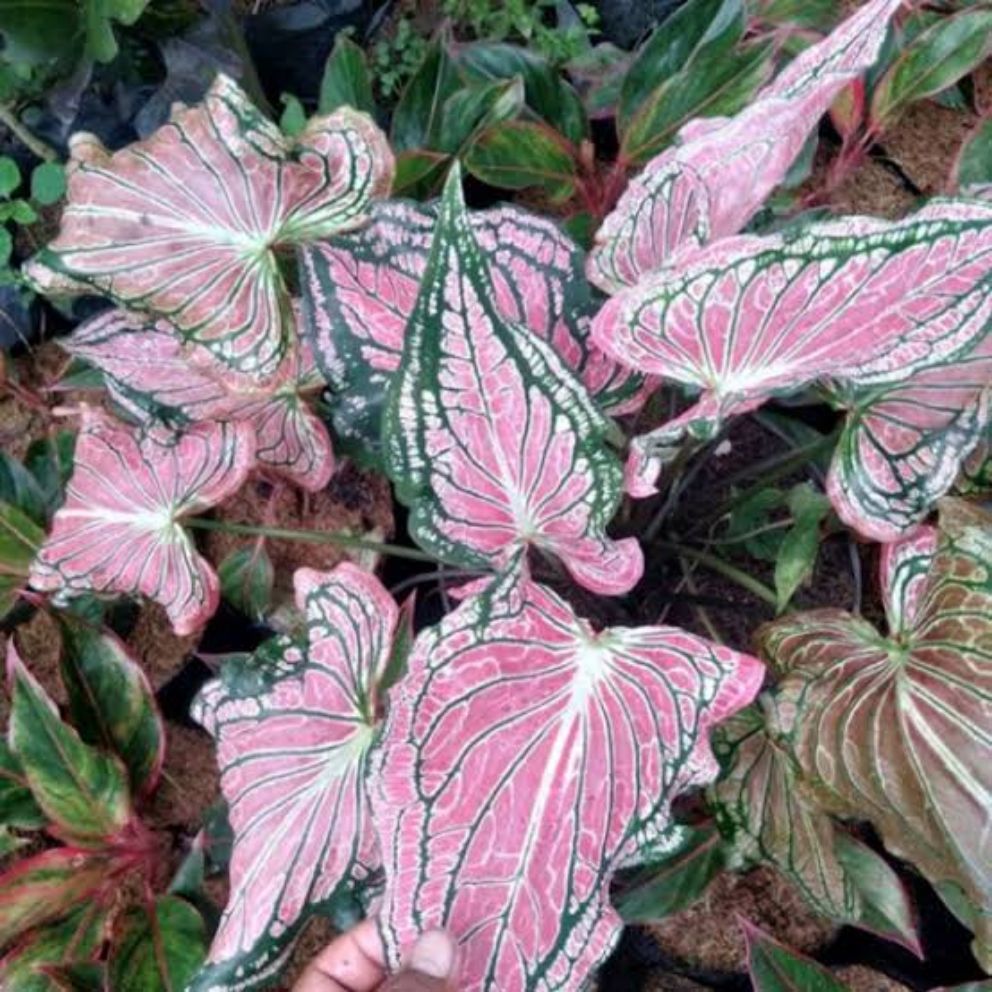 Tanaman hias Keladi Wayang / Pertamanan Keladi Wayang / Keladi Wayang Batik