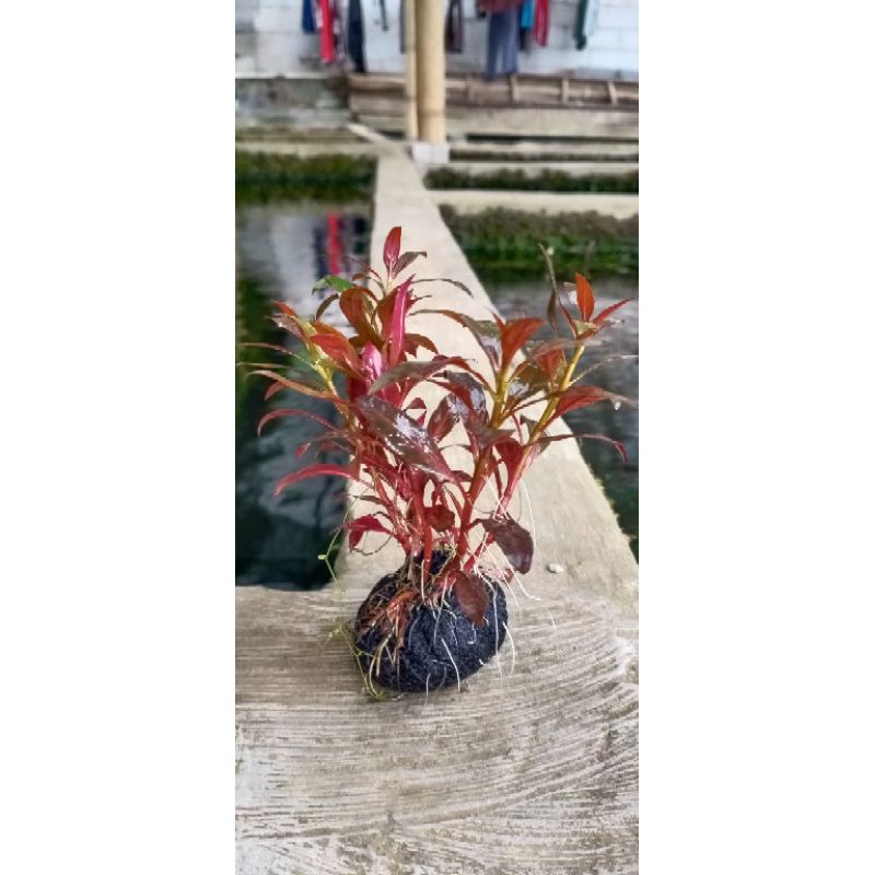 Ludwigia glandulosa wabikusa tanaman aquascape