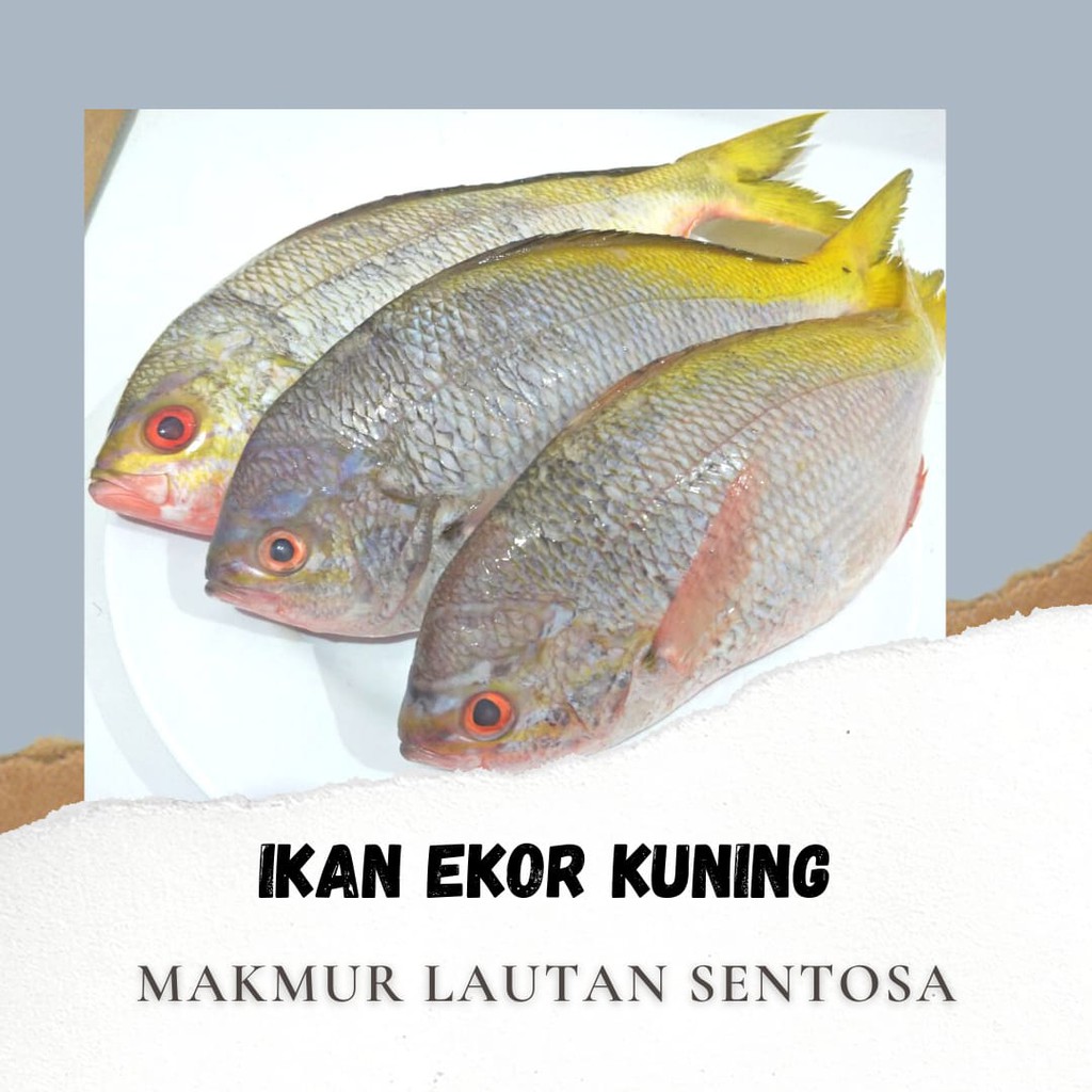 

IKAN EKOR KUNING FRESH SEGAR 1KG
