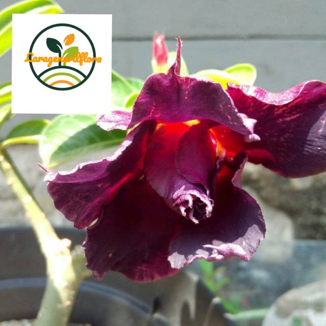 

Bibit Bunga Kamboja adenium Jepang no 16