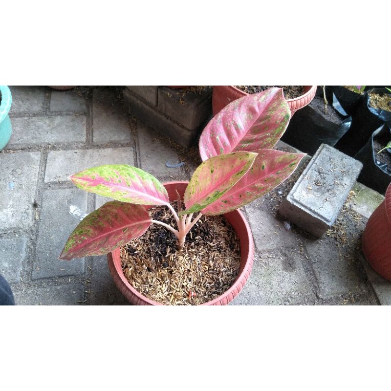 Bunga Aglonema Suksom Jaipong Terbaru Murah 2-6 Daun Bisa COD