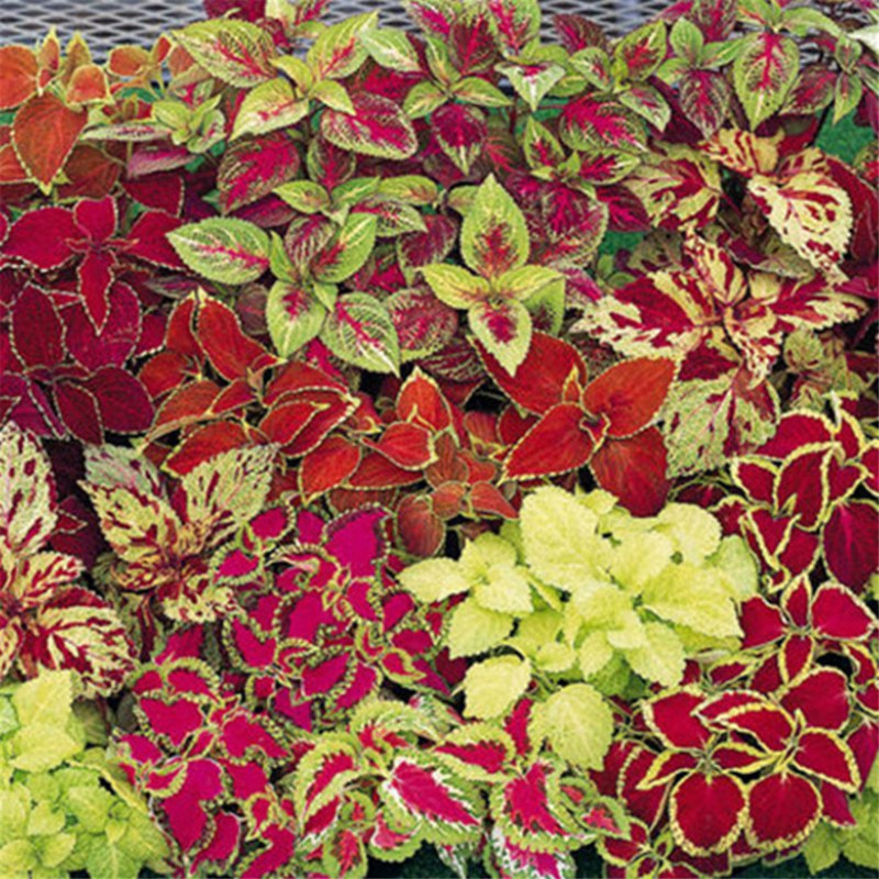 Benih Bunga Miana Bermacam Warna