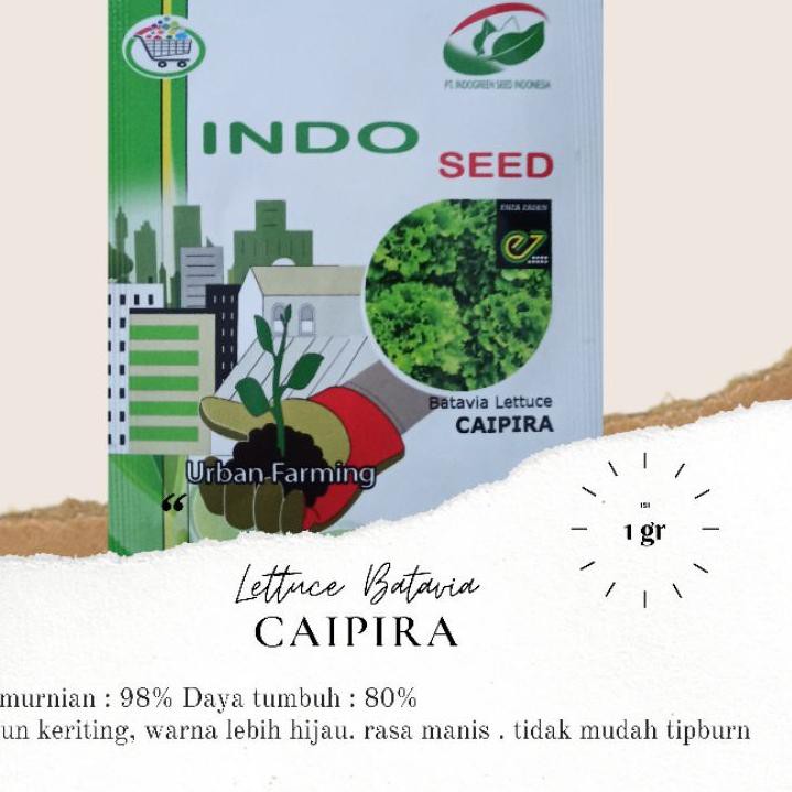 Diskon Benih Selada Keriting Caipira Lettuce batavia Caipira enza