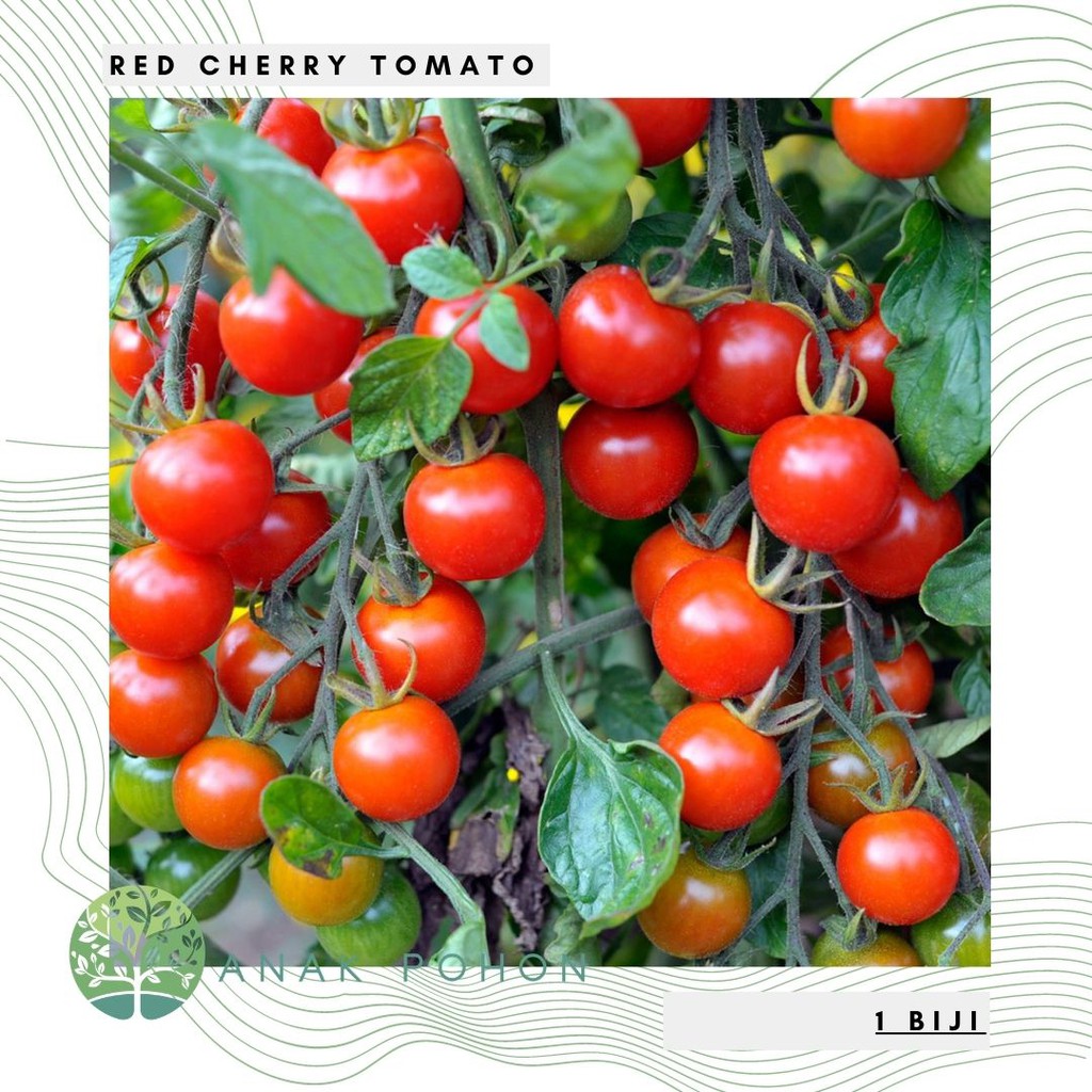 Jual Benih Bibit Biji Tomato Cherry Red Tomat Ceri Merah Seeds