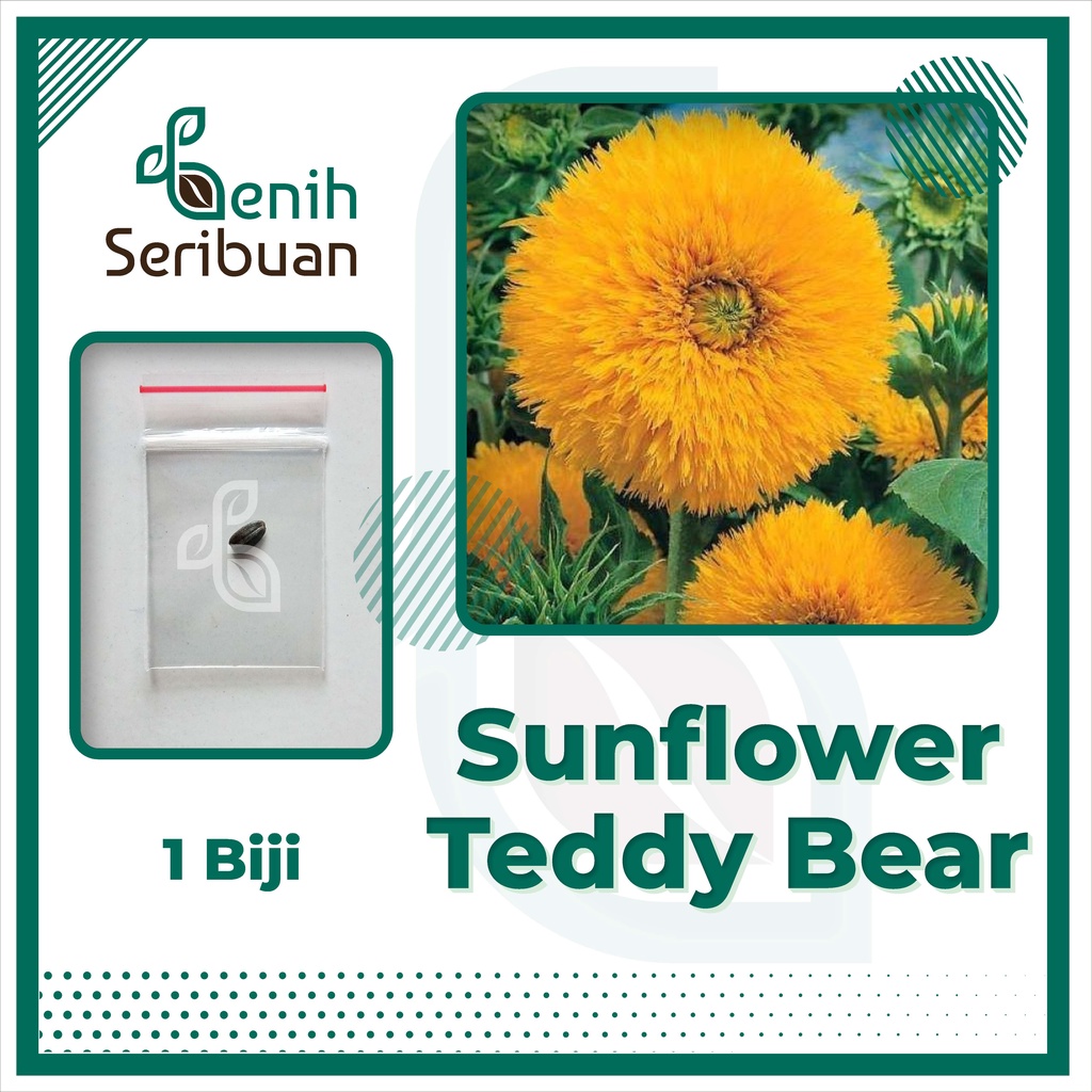 BS-BYL Bibit Bunga Benih Tanaman Bunga Hias Matahari Mawar Aster Vinca Krisan Telang Sunflower Krokot Lavender Marigold Zinnia-SUNFLOWER TEDDY BEAR