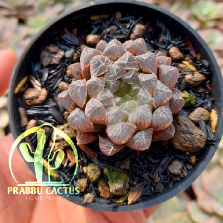 kaktus / sukulen haworthia cooperi obtusa bening