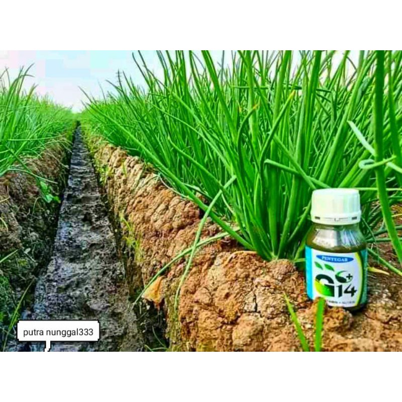 pupuk daun G14 peyegar peyubur tanaman pupuk cair g14