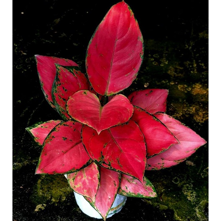 (BISA COD ✅)  Aglonema Red Anjamani  / Tanaman Hidup Aglonema Red Anjamani / Tanaman Hias Red Anjama