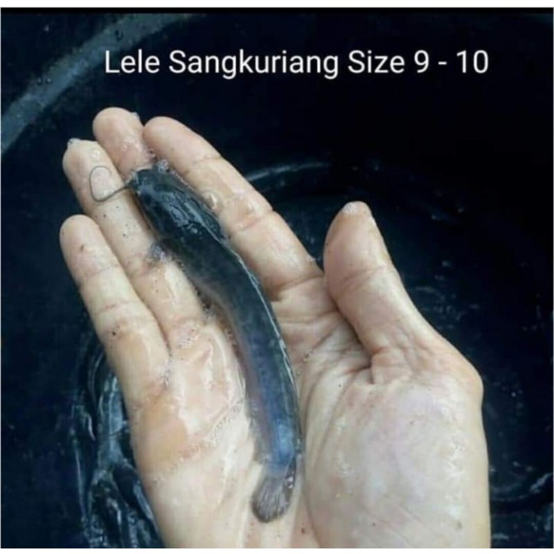 bibit ikan lele Sangkuriang size 9-10 cm