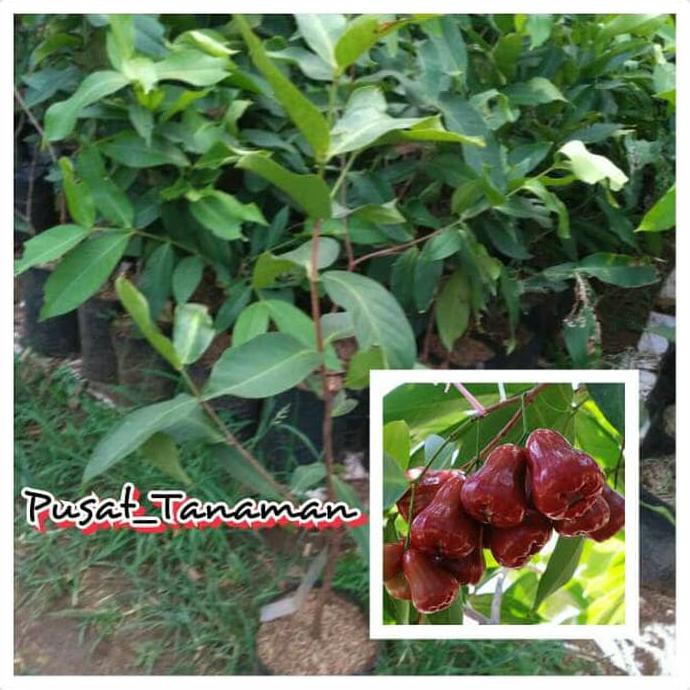 Bibit Buah Bibit Jambu Air Madu Merah
