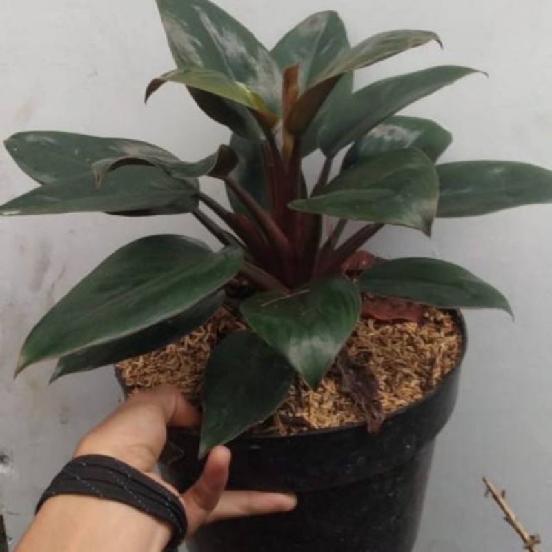 tanaman hias philodendron red Congo - Philo red Congo