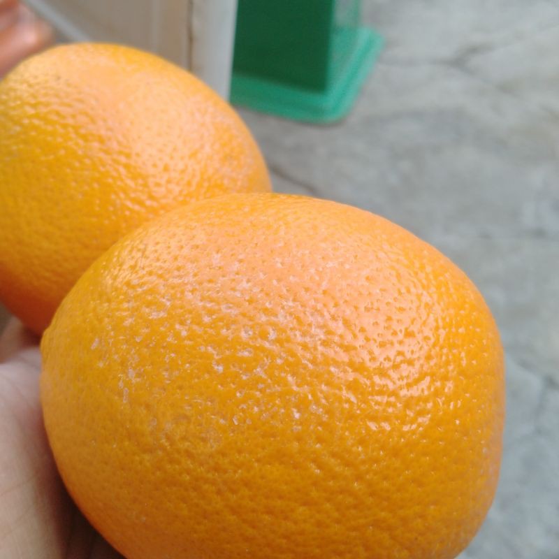 

orange sunkist Valencia