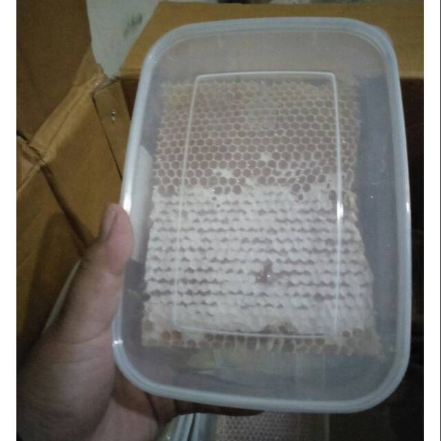 

Jual madu sarang malifera Madu sarang grade A Madu sarang murni