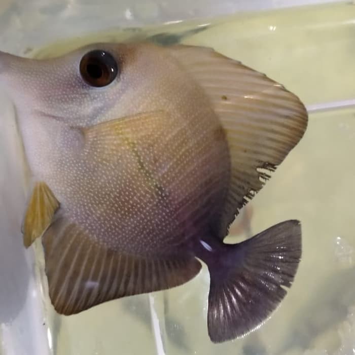 108+ Ikan Hias Air Laut Panjang HD Terbaik
