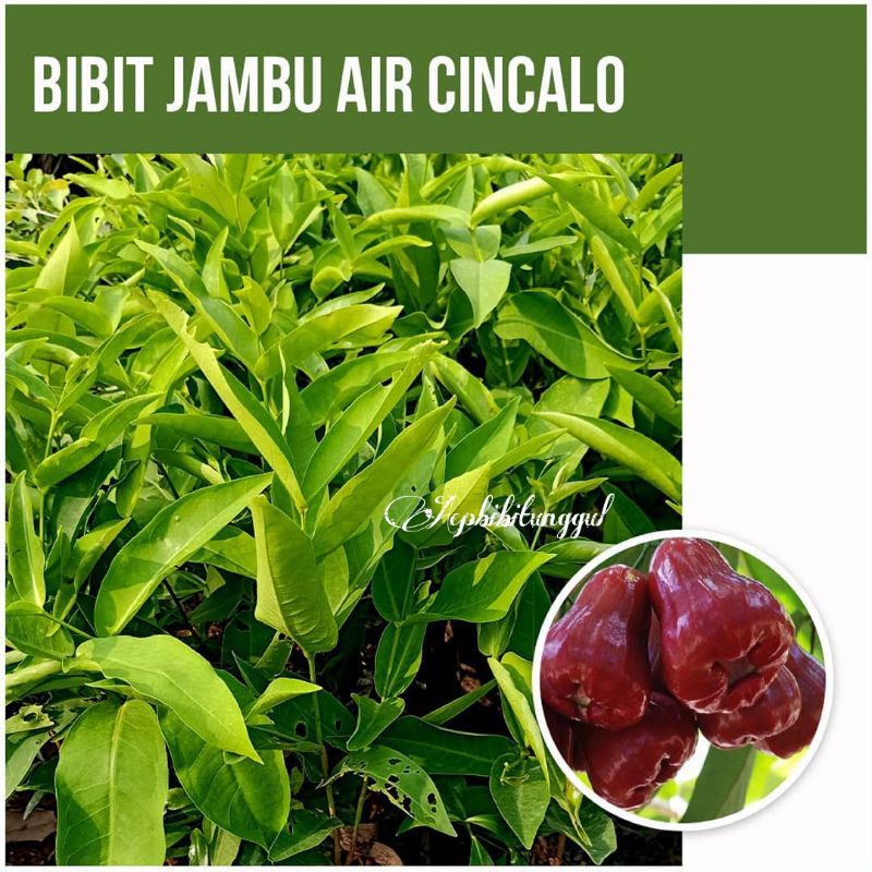 Bibit Jambu Air Cincalo Merah