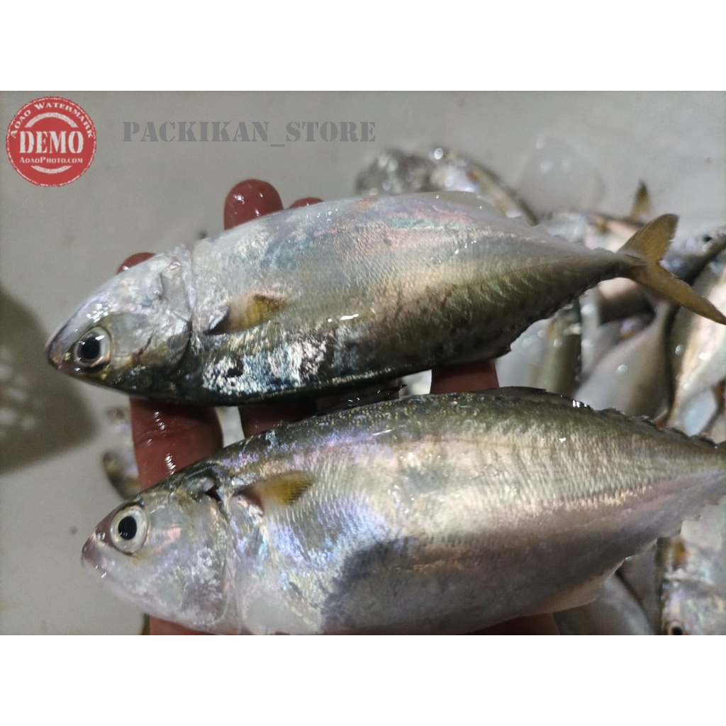 

Ikan Kembung Segar Ikan Segar kembung Gepeng