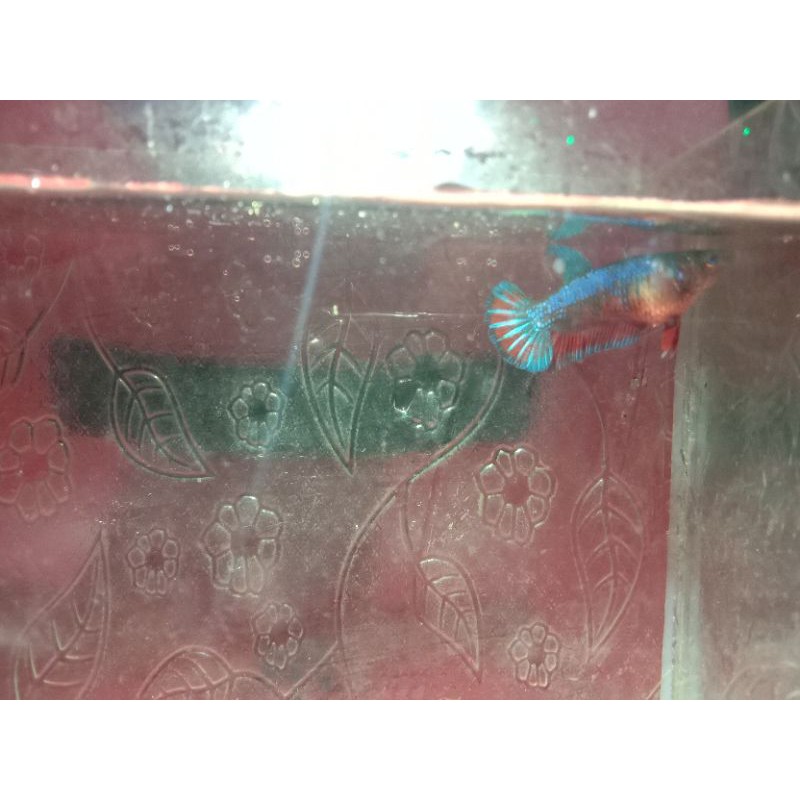 Cupang avatar gordon Female Top grade✨