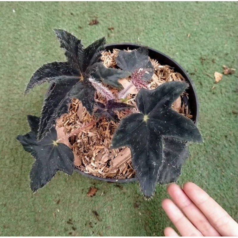 Begonia daun blackvalvet
