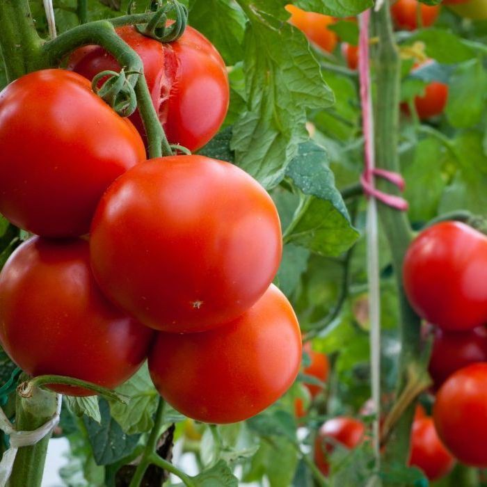 Benih Bibit Biji - Tomato (Standart) Ailsa Craig Seeds - IMPORT