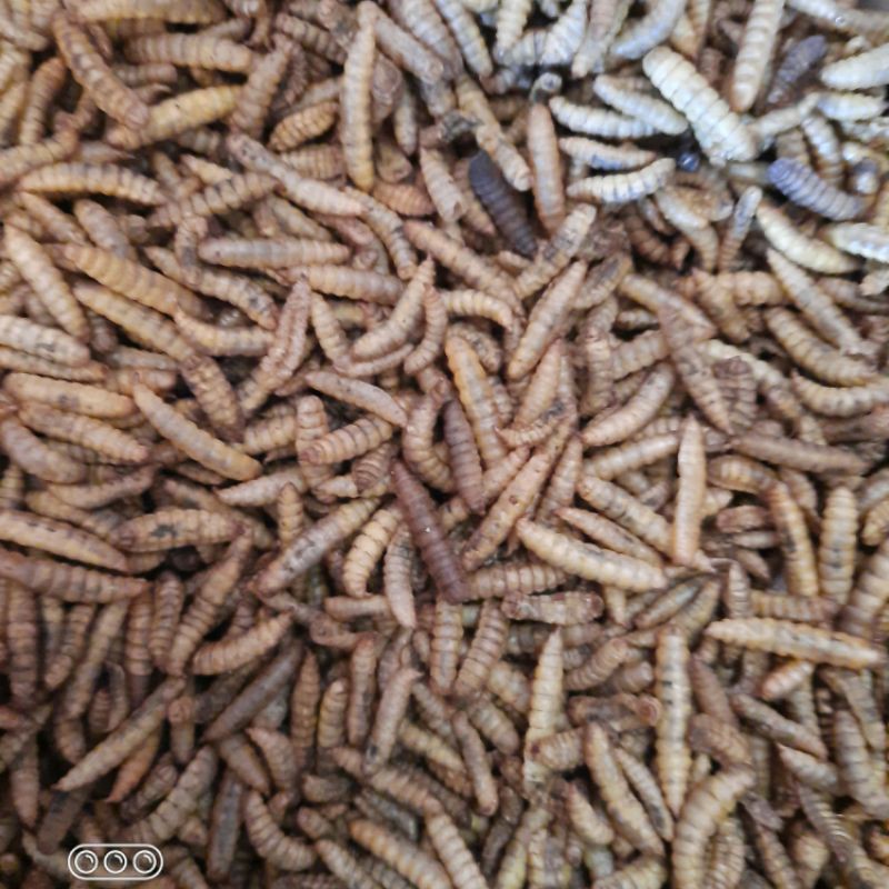 Maggot bsf kering 1kg , maggot oven, pakan ikan murah