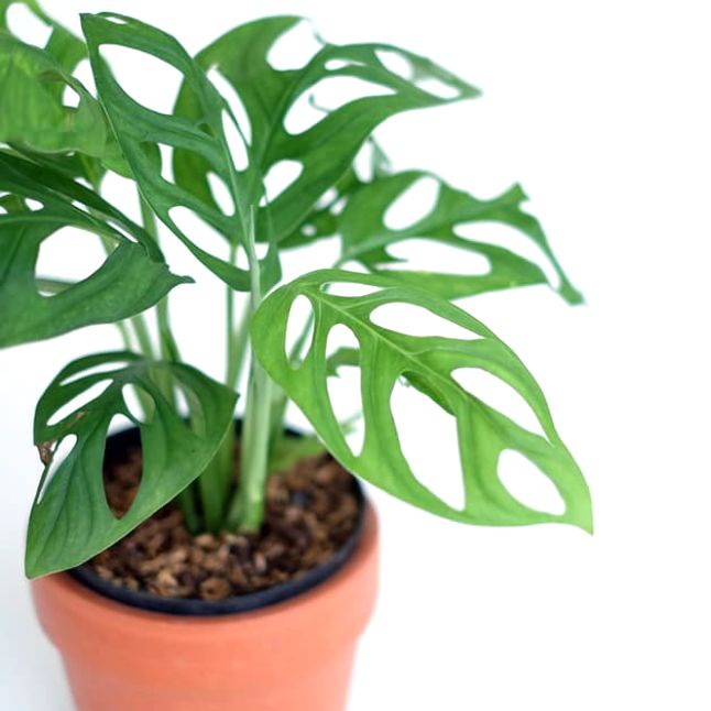 promo tanaman hias janda bolong-janda bolong murah / bunga monstera hidup philodendron (Tanaman hias