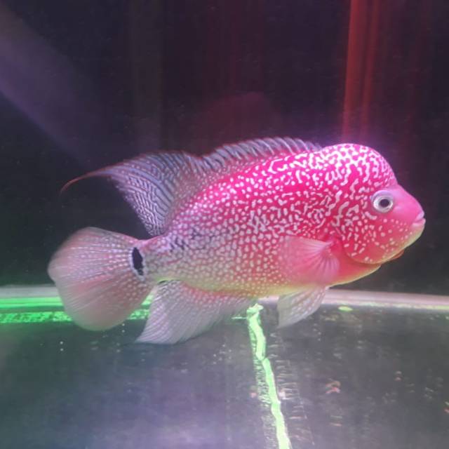 Louhan Kamfa F3 mata putih (maput)