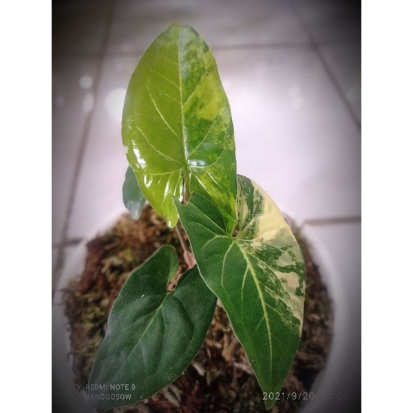 syngonium variegata yellow