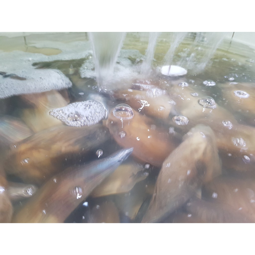 

KERANG SIMPING ( SCALLOP) LIVE (HIDUP) UKURAN SEDANG PER PCS