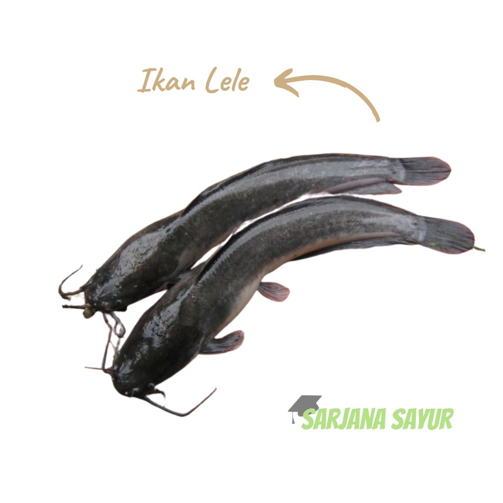 

Ikan Lele Segar / Sarjana Sayur