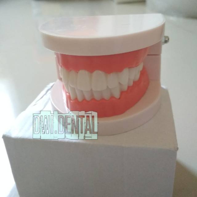 Dental model study gigi bening model studi gigi brace rahang gigi