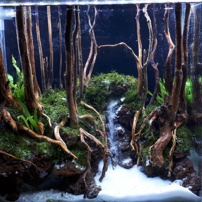 Aquarium Aquascape Design Tema Jungle dan Water Fall Style