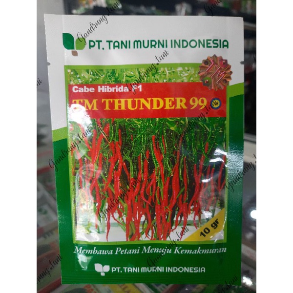 BENIH CABAI CABE KERITING THUNDER 99