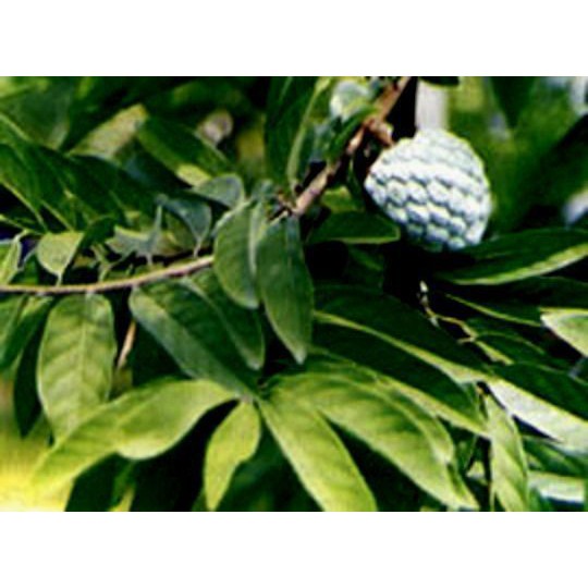 

daun srikaya kering