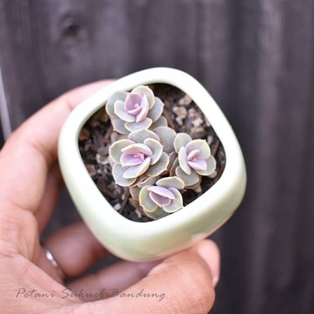 Sukulen Kaktus echeveria perle von nunberg red ruby sekulen Bunga tanaman hias taman skulen mini