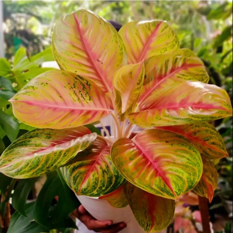 Tanaman hias aglonema andini-aglaonema-tanaman hias hidup-tanaman bunga-tanaman hidup aglonema-aglao