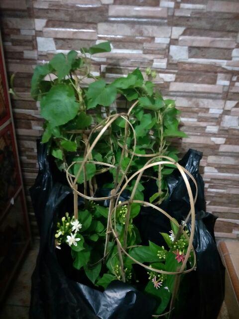 Pohon Morning Glory (ungu)