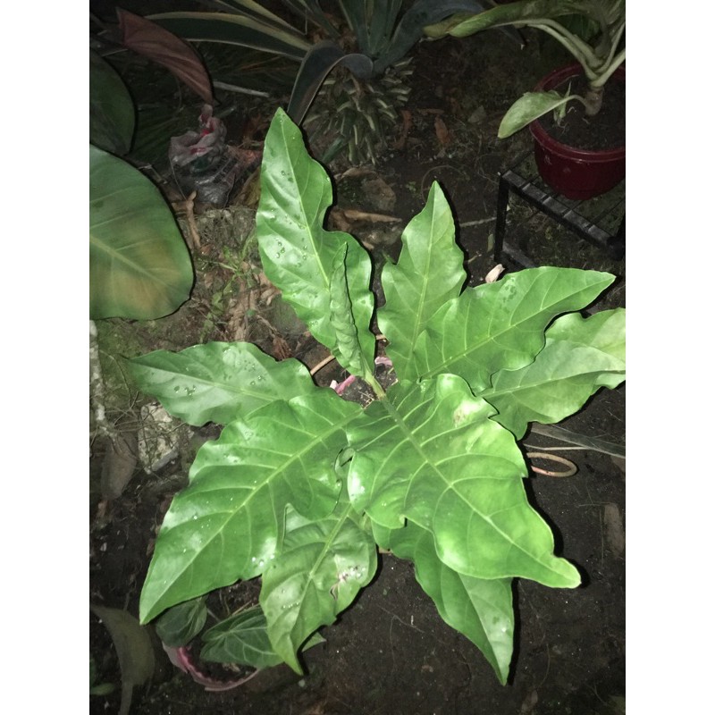 Anthurium garuda hookeri