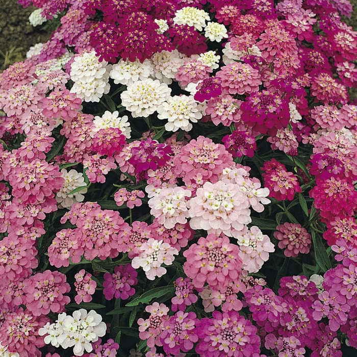 Benih Bibit Biji - Bunga Candytuft Fairy Mix (Iberis umbellata) Flower Seeds - IMPORT