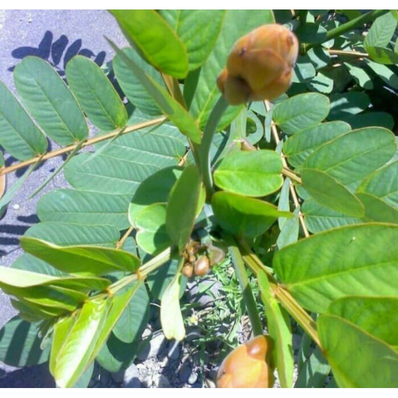

Daun Ketepeng Cina