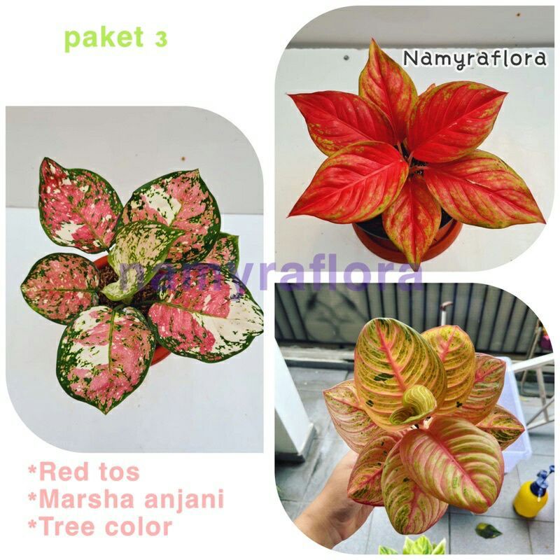 Paket 3 Bibit aglonema jenis -Red Tos-marsha anjani-Tricolor