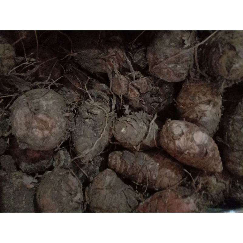 

kunir empu asli kemasan 500gram