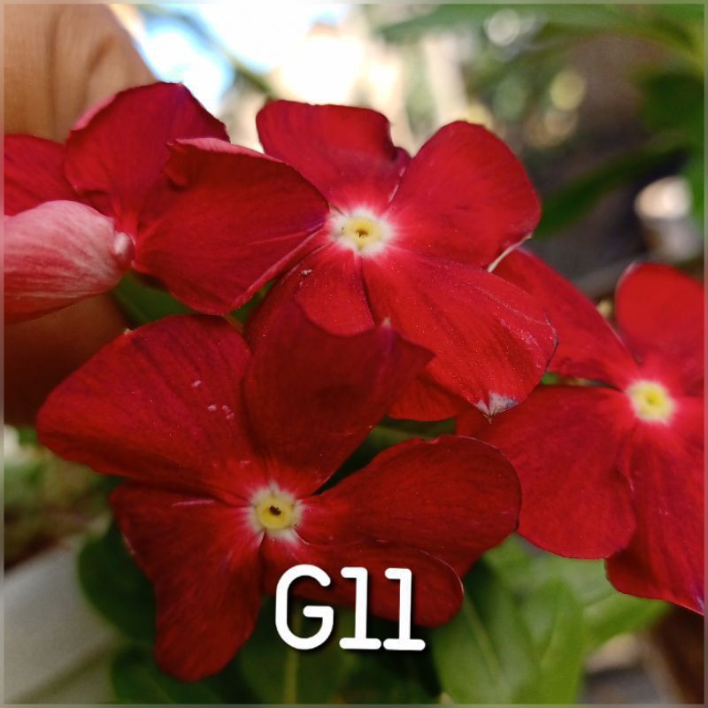 Bibit Bunga Vinca Gantung G11