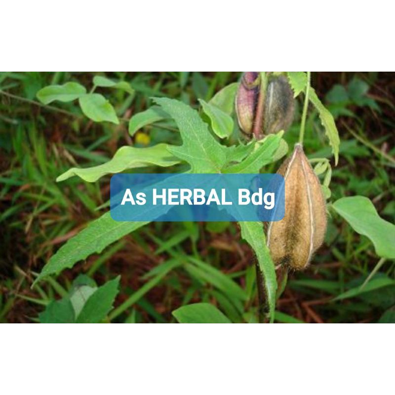 

Daun Tanaman Kapasan Gandapura 200 gram-az