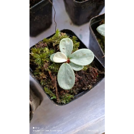 Tanaman Hias Homalomena Dolphin Silver Mini Spesies Baru