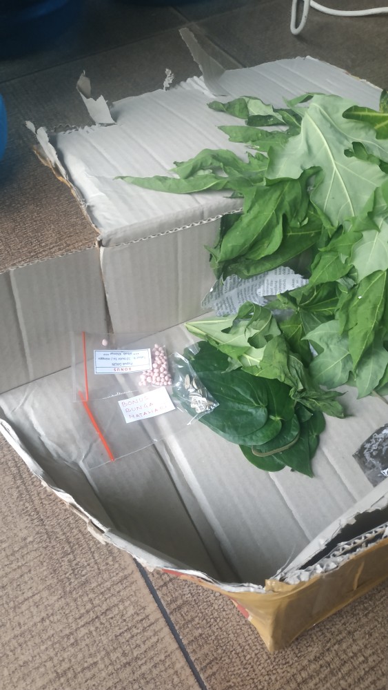 Daun Sirih Hijau Ketemu Ros Segar