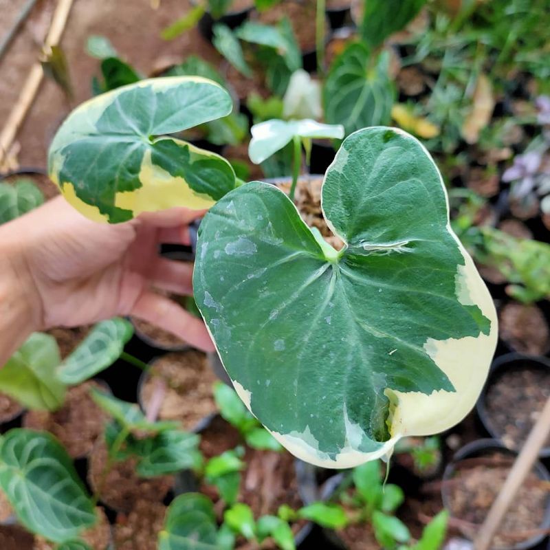 keladi tikus varigata - Keladi kantong semar varigata - Bibit tanaman hias hidup - BAKUL KEMBANG