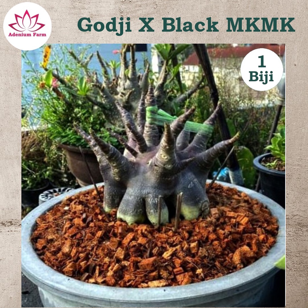 Benih Biji Bibit Adenium Arabikum Hibrid GODJI X BLACK MKMK